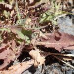 Lactuca palmensis Habitus