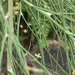 Genista aetnensis Leaf