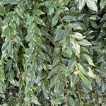 Sarcococca hookeriana Leaf