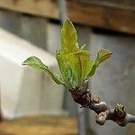 Malus domestica Leaf