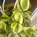 Peperomia magnoliifolia Leaf