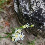 Solidago ptarmicoides Flor