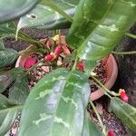 Aglaonema commutatum葉