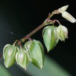 Oxalis barrelieri Fruit