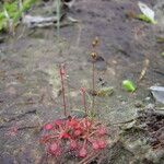 Drosera capillaris অভ্যাস