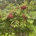 Sorbus americana Ovoce