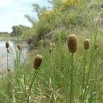 Typha minima Flor