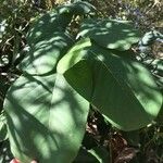 Annona senegalensis Foglia