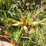 Juncus articulatusFlower