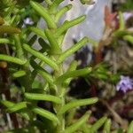 Sedum pulchellum Bark