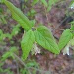 Lonicera canadensis Leaf