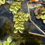 Salvinia natans Leaf