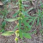 Chaiturus marrubiastrum Leaf