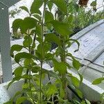 Stevia rebaudiana Агульны выгляд