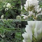 Astragalus depressus Blüte