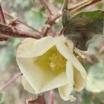 Gossypium hirsutumFlower