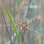 Schoenoplectus scirpoides Flower