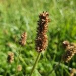 Plantago lanceolataFlower