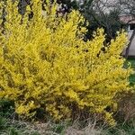 Forsythia suspensa Leaf