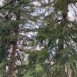 Torreya californica Hábito