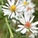 Symphyotrichum ericoidesBlomst