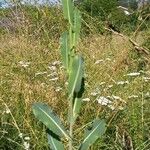 Lactuca serriolaBlad