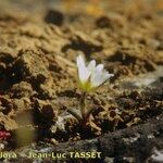 Cerastium brachypetalum ശീലം