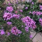 Verbena bonariensisFlower