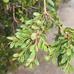 Melaleuca nesophila List