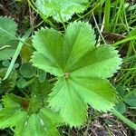 Alchemilla glabra Hoja