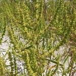 Rumex palustris ᱛᱟᱦᱮᱸ