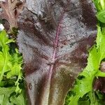 Lactuca sativa Folha