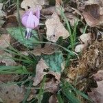 Erythronium dens-canisFlor