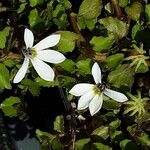 Lobelia angulata Flor
