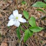 Anemonoides trifolia Blüte