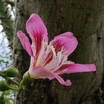 Bauhinia variegata Kwiat