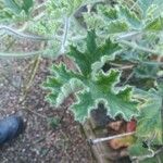 Pelargonium tomentosum Blad