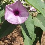 Ipomoea asarifolia Flower