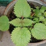 Urtica chamaedryoides Blatt