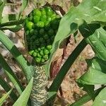 Dracunculus vulgaris Fruto