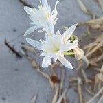 Pancratium maritimumBlüte