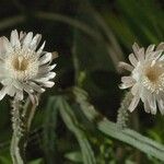 Peniocereus greggii Blüte