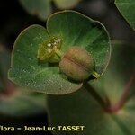 Euphorbia variabilis Fruto