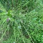 Verbena urticifolia Blomst