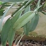 Cattleya maxima Levél