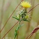 Centaurea melitensis 花