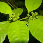 Psychotria racemosa Deilen