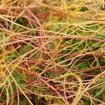 Cuscuta europaea Bark