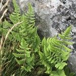 Gymnocarpium robertianum Hoja