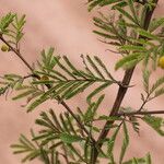 Vachellia hockii Leaf